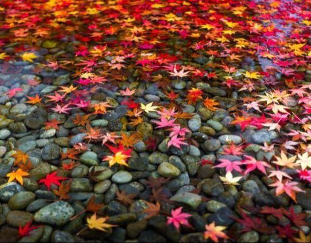 福岡.北九州又見楓紅滿喫5日